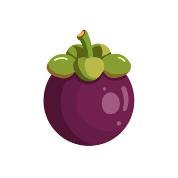 vector illustration of mangosten with leaves