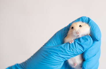 Hands in blue medical gloves hold a hamster. Veterinary medicine, research, diagnostics. At a reception at the vet