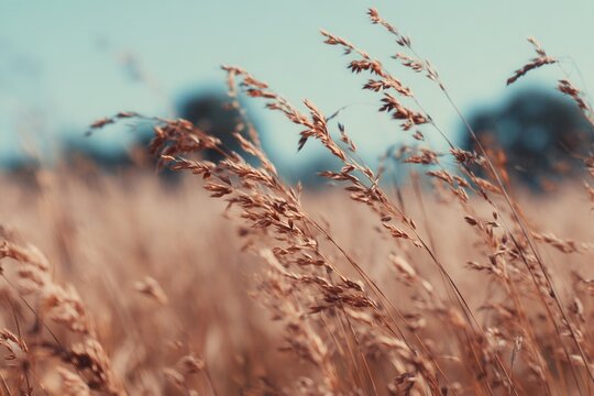 Dry grass swaying in the wind in a field during a sunny summer day