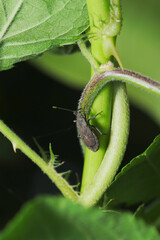 つる性植物の柄に黒褐色のツマキヘリカメムシ（自然環境下ストロボマクロ撮影）