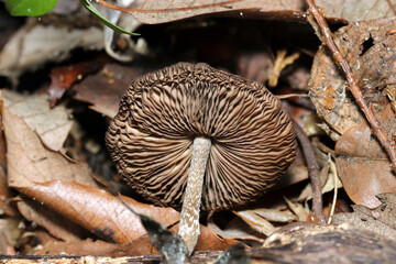 雑木林の落葉土壌に生えるハイイロイタチタケ茸成菌カサ裏ヒダ形状（自然環境下ストロボマクロ撮影）