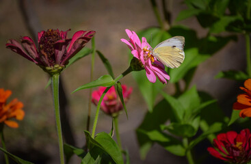 Multicolored zinnias with butterfly blooming in the garden.