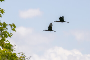 Glossy ibis birds flying in cloudy sky over green trees