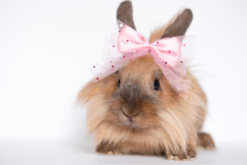 Cute rabbit wearing a large pink bow on its head, funny bunny on white background