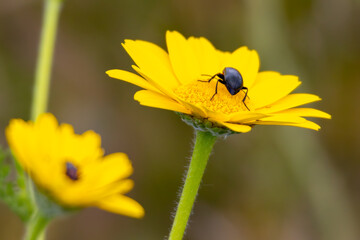 Black beetle exploring a bright yellow flower in spring