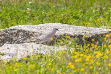 Eurasian collared dove perched on rock in meadow with yellow flowers