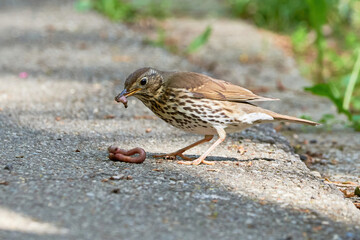 Song Thrush bird eating worms ( Turdus Philomelos ) 
