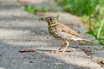 Song Thrush bird eating worms ( Turdus Philomelos ) 