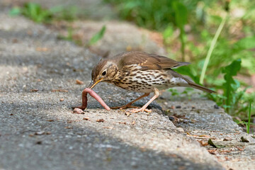 Song Thrush bird eating worms ( Turdus Philomelos ) 