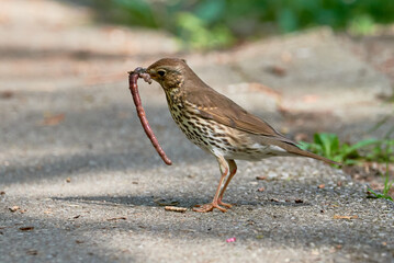 Song Thrush bird eating worms ( Turdus Philomelos ) 