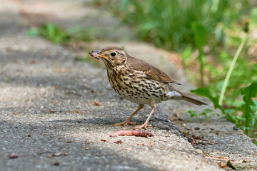 Song Thrush bird eating worms ( Turdus Philomelos ) 