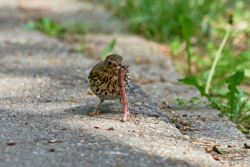 Song Thrush bird eating worms ( Turdus Philomelos ) 