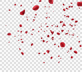 Realistic red rose petals with transparent background. Valentine love, spring and wedding floral cherry blossom background