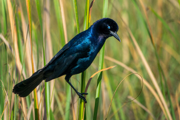 Male Boat-tailed grackle on a branch, bird watching at Shark Valley in the Everglades National Park, Florida wildlife