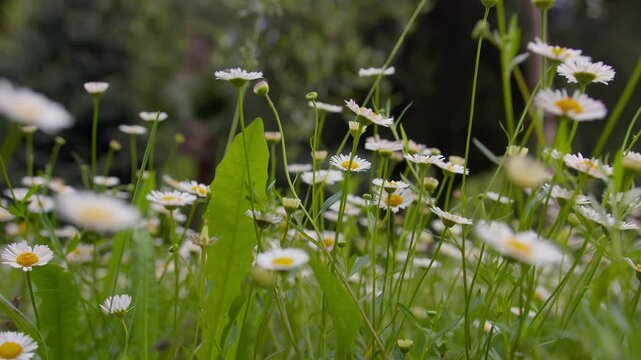 Low perspective macro shot of common daisy flowers in a garden at Lake Como, Italy (Lago di Como, Italia), floral detail