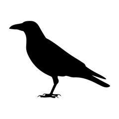 Obraz premium Silhouette of a standing crow with a strong beak and sharp claws