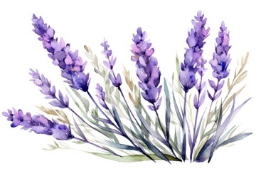 Lavender flower blossom purple.
