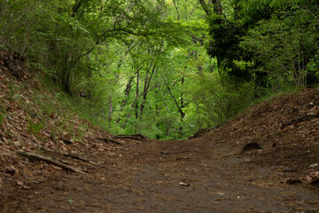 森の中の広い道