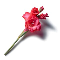 a single gladiolus flower on a white background, vibrant style, rich saturated colors, slight natural shadow, sunny natural light