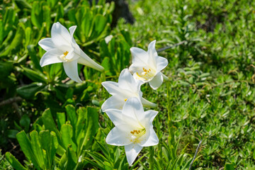波照間島の高那崎に咲き誇るテッポウユリ