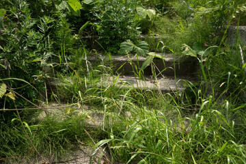 緑に覆われた階段