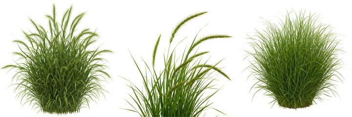 緑豊か草原植物群生