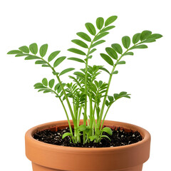 鮮やか緑葉の若苗鉢植え