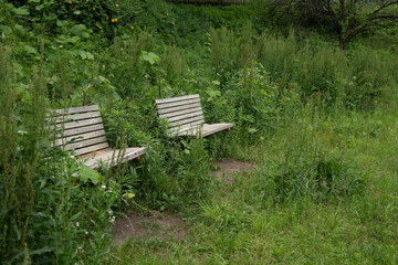 草に埋もれるベンチ