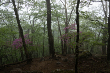 霧の中のヤマツツジ