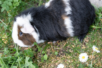 Meerschweinchen rex tier natur