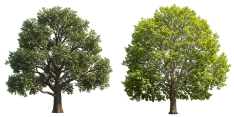 緑葉豊か二本の木