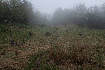 霧の中のトレイル