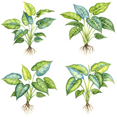 鮮やか緑葉植物 根付き四種