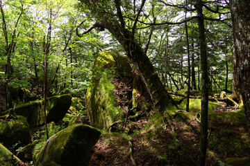 岩から生える木