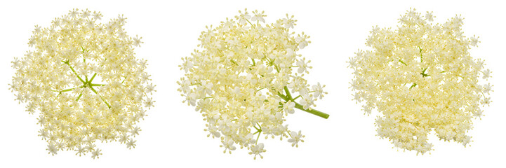 春の淡いニワトコの花束