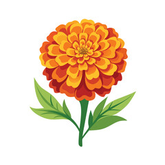 marigold - on - white - background