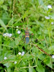 insect on a leaf