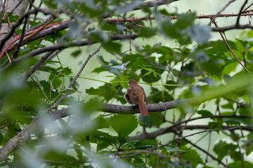 Spotted Flycatcher Perched on a Branch