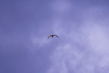 a great white egret in flight in the cloudy sky