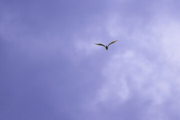 a great white egret in flight in the cloudy sky
