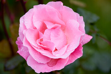 Macro photography of a blooming rose with dewdrops in a serene garden