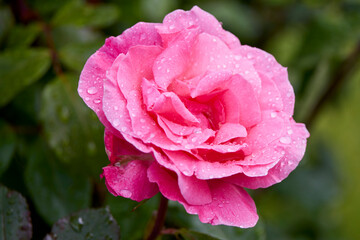 Macro photography of a blooming rose with dewdrops in a serene garden