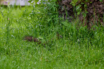 a squirrel running through the grass