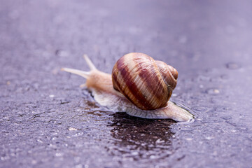 Snail slowly traverses the damp asphalt under a gentle rain, illustrating nature's quiet resilience on a rainy day