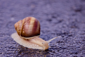 Snail slowly traverses the damp asphalt under a gentle rain, illustrating nature's quiet resilience...