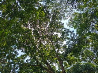 Fototapeta premium trees in the forest