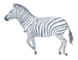 Elegant Watercolor Zebra Illustration Perfect for Decor Print or Design Projects featuring African Wildlife Animal