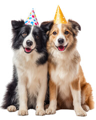Two cheerful dogs wearing colorful party hats, celebrating together with joy and friendship. Their playful expressions bring sense of happiness to occasion