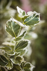 Field plants on a sunny May day. Blurred background, close-up of the plant.