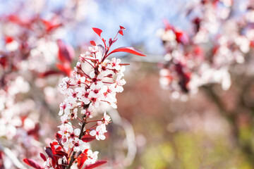 A beautiful tree branch adorned with white flowers and red leaves